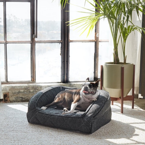 7 Ways To Spoil Your Pet This Year